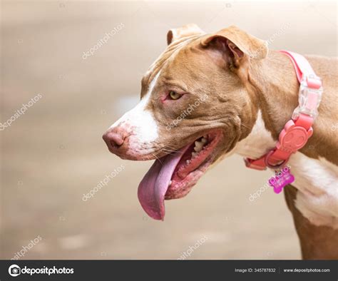 Femelle Pitbull Nez Rouge Red Nose Pitbull Hi Res Stock Photography