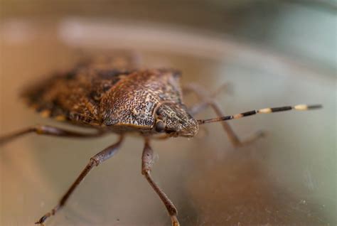 Life Cycles of Stink Bugs
