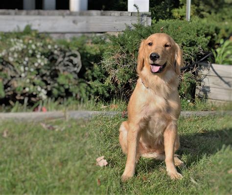 Nora: AKC, Female, Adult Golden Retriever - Man's Best Friend