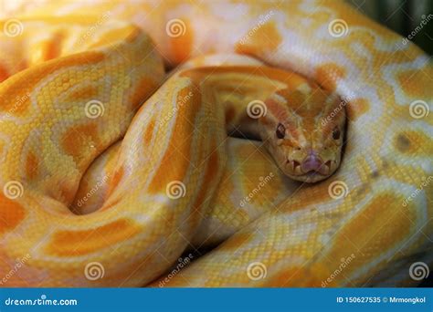 Yellow Albino Python, One Of The Five Largest Species Of Snakes In The ...