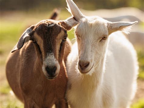 Raising Dairy Goats: A Guide to Breeds | MannaPro