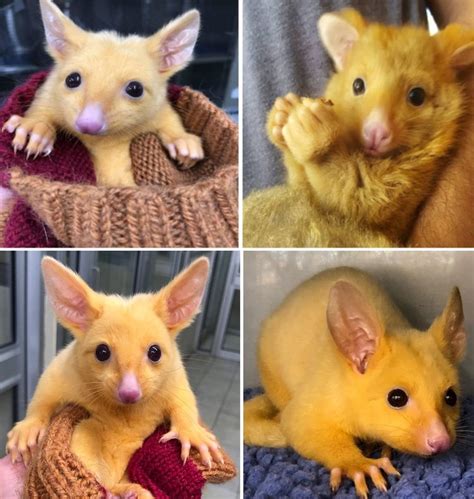 The real-life Pikachu! An extremely rare golden opossum was recently discovered in Australia ...