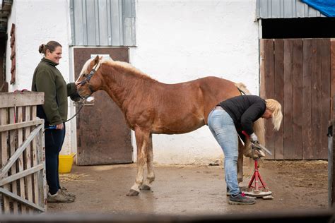 How To Calm a Horse for the Vet or Farrier | PetMD