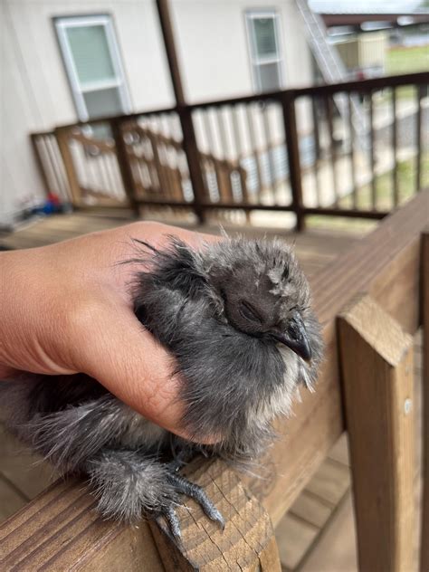 What can cause a 3 week old chick to have eyes swollen shut ? : r/chickens