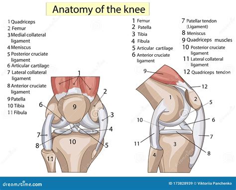 Anatomy. Structure Knee Joint Raster Set Text Stock Illustration - Illustration of bone ...