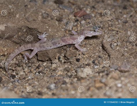Desert Banded Gecko stock photo. Image of western, southern - 117264232