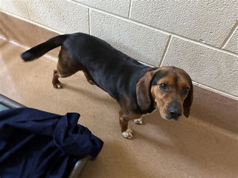 Erie Humane Society Animal Cruelty investigating three abandoned animal ...