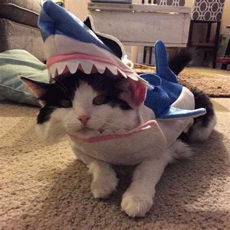 Burt Burt in shark costume | Shark costumes, Cute cats, Pretty cats