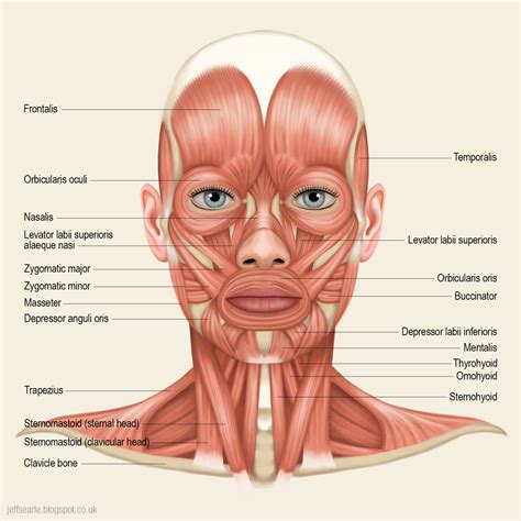 Neck Muscle Diagram Front Jeff Searle Muscles Of The Head And Neck