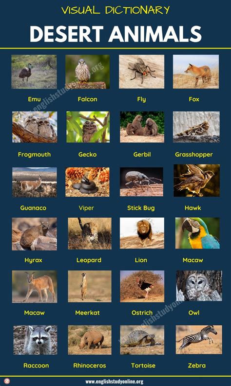 Desert Animals: List of 60+ Animals That Live in the Desert with ...