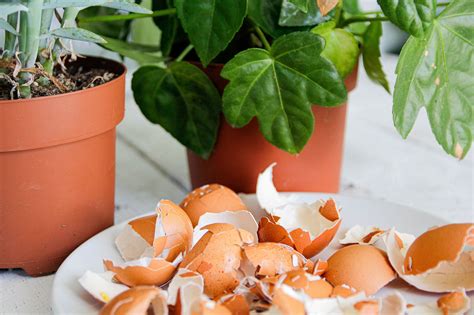 What Plants Need Eggshells And How To Use Them Properly