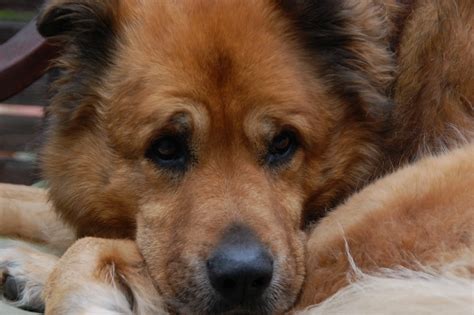 Chow Shepherd Mixed Dog Breed Pictures, Characteristics, & Facts