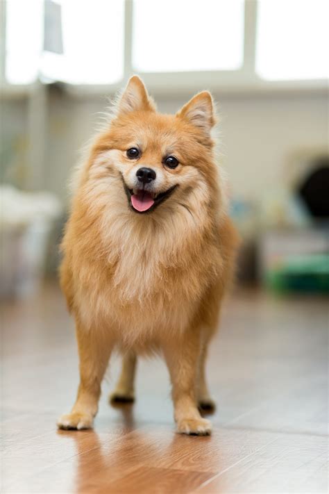 15 Best Apartment Dogs - Good Dog Breeds for Apartment Living