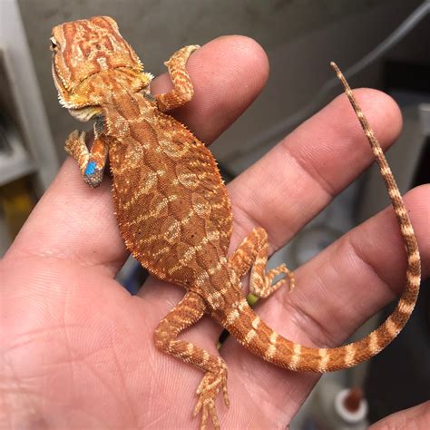 Red Hypo Leatherback Bearded Dragon Central Bearded Dragon by Exo ...