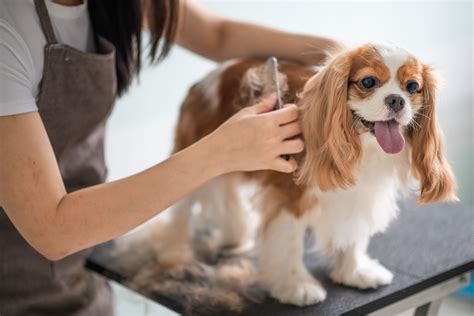 Standard Dog Grooming at David Townsend blog