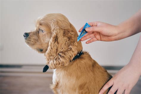 Best Flea Treatments For Dogs In 2023: Top 5 Products Recommended By ...