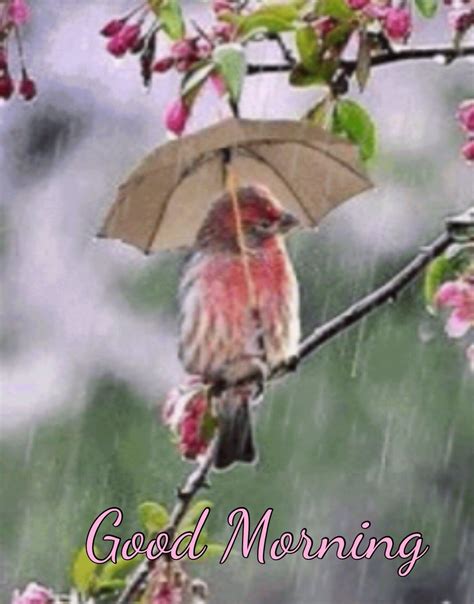 Full 4K Collection of Over 999+ Amazing Rainy Good Morning Images