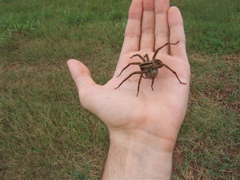 Wolf Spider - the first one we ever saw was here in Michigan and trying ...