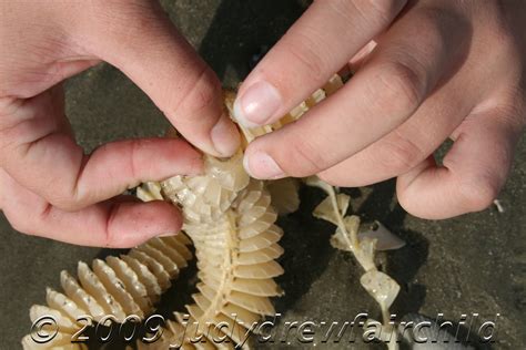 Whelk Egg Cases on the Beach - Dewees Island, Charleston, SC