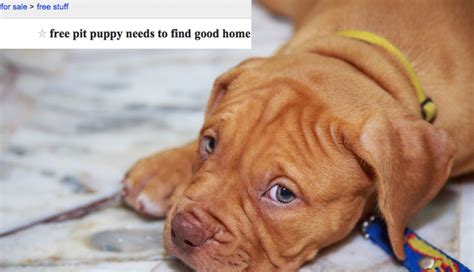 Craigslist Albany Pets Craigslist Memphis Tn Pets - hishamsamawi