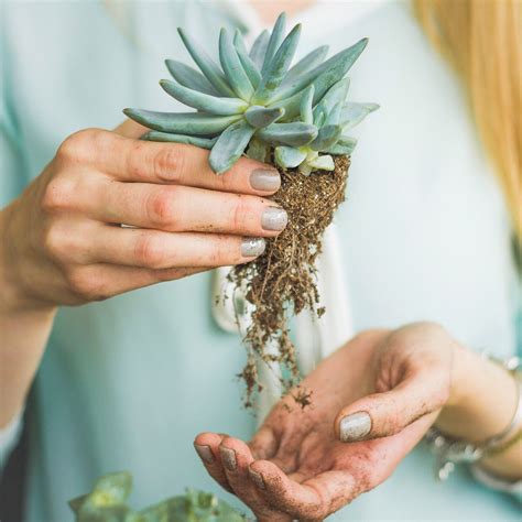 A Guide to Repotting Succulents | Bonsai soil, Succulents, Repotting ...