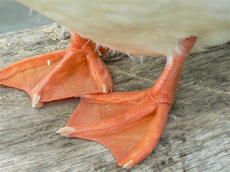 Free Images : hand, wing, leaf, feet, orange, red, duck, organ, web ...