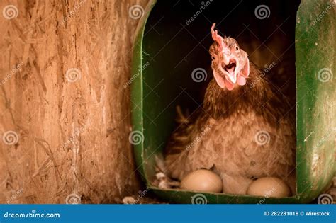 Brown Hen is Standing on Straw Bedding, Protecting Her Clutch of Eggs ...