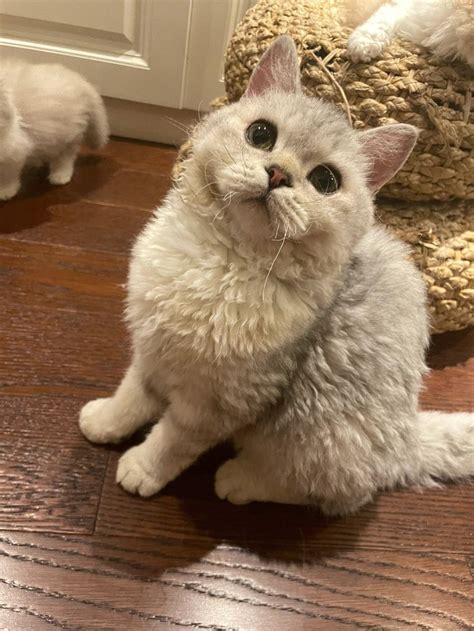 The cat has "garlic petal hair", which means it is well-raised? - iMedia