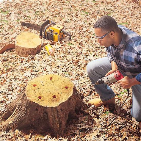 How To Get Rid Of A Tree Stump Quickly at Herbert Jones blog
