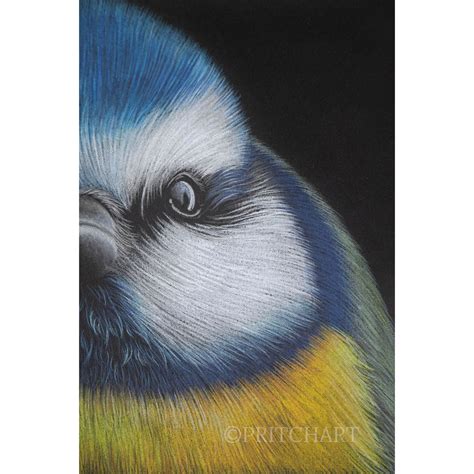 Great British Tits | Shop | Pritch Art