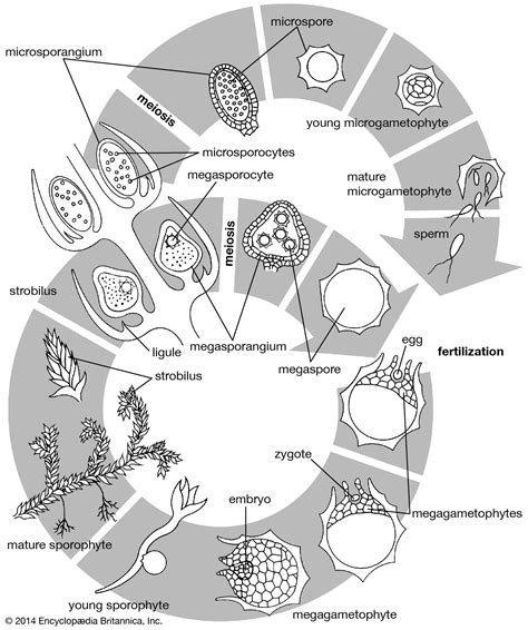 Lycophyte | Definition, Taxonomy, Characteristics, Examples, & Facts | Britannica