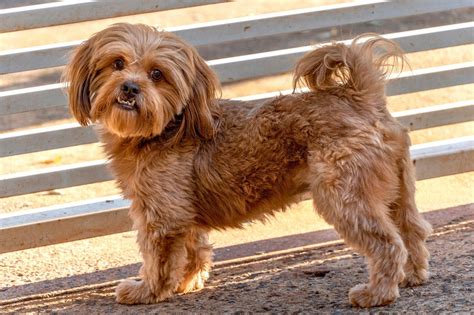 Shih Tzu Poodle Mix