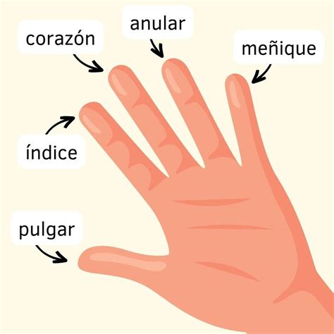 Los nombres de los dedos de la mano en español - Explicación