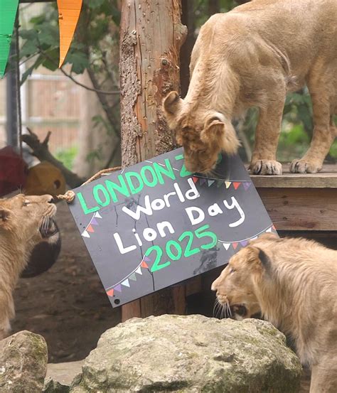 Bunting Party for World Lion Day 2025 | London Zoo