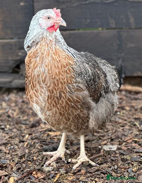 Crested Cream Legbar - Blue Egg Layer for sale in Preston | Pets4Homes