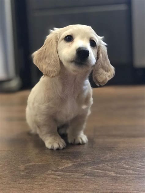 English Cream Dachshund