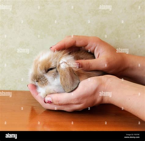 cute lop eared baby rabbit Stock Photo - Alamy