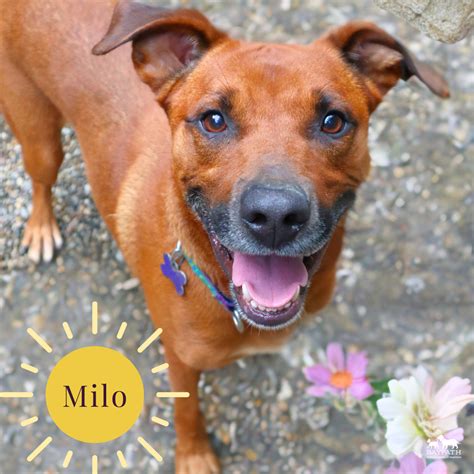 Baypath Adoptable Animal of the Week: Milo; adoption fees waived for ...