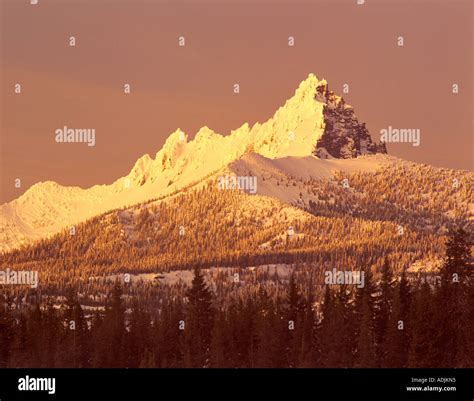 Three fingered jack hi-res stock photography and images - Alamy