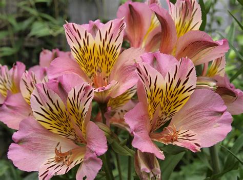 Peruvian Lily Toxic To Dogs at Amy Kent blog