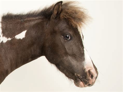 Horse Images