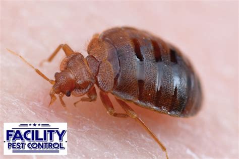 Baby Bed Bugs: How They Spread and Where They Hide