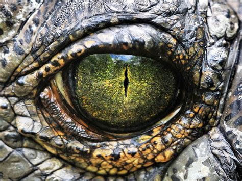 Crocodile eye wallpaper | 1600x1200 | #12355