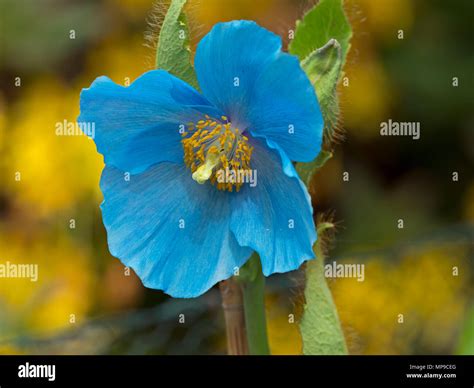 Himalayan Blue Poppy Meconopsis betonicifolia Stock Photo - Alamy