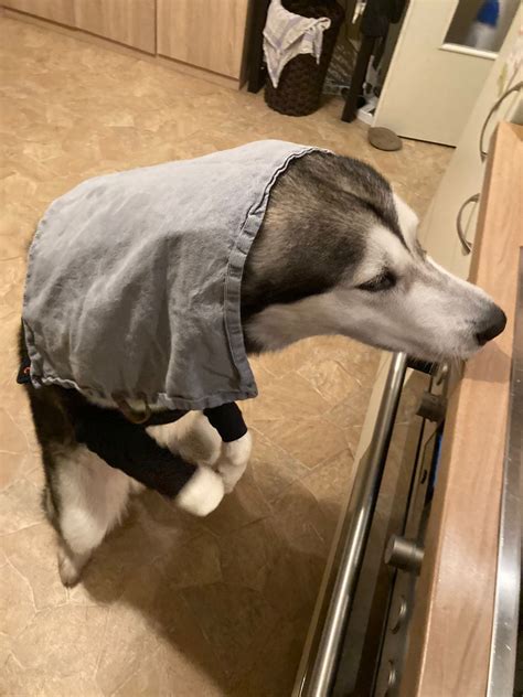 E.T. and the three actors from inside the costume. Tamara De Treaux and ...