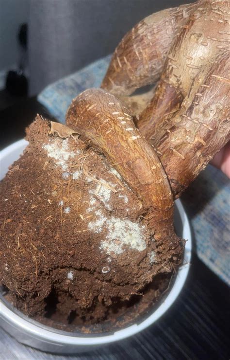 What is this? : r/plant