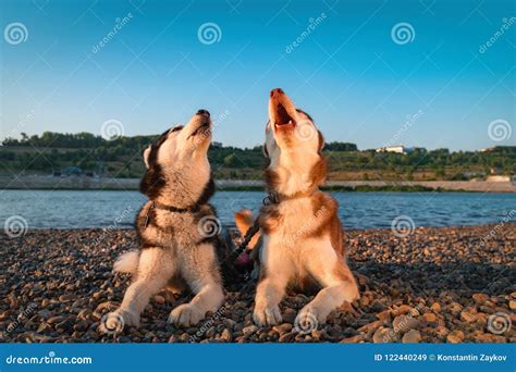 Siberian Husky Dogs Howling. Stock Image - Image of animals, call ...