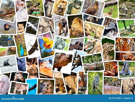Different animals collage stock image. Image of assortment - 27167497