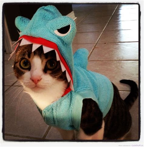 Shark Costume Cat at Kristi Levi blog