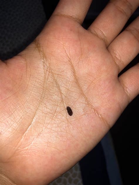 Identifying Small Brown Bugs? | ThriftyFun